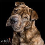 Gros plan d'un Staffy Bull Pei à la robe bringée.