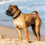 Un Staffy Bull Pei au pelage fauve, sur une surface sableuse, et portant un collier noir au cou