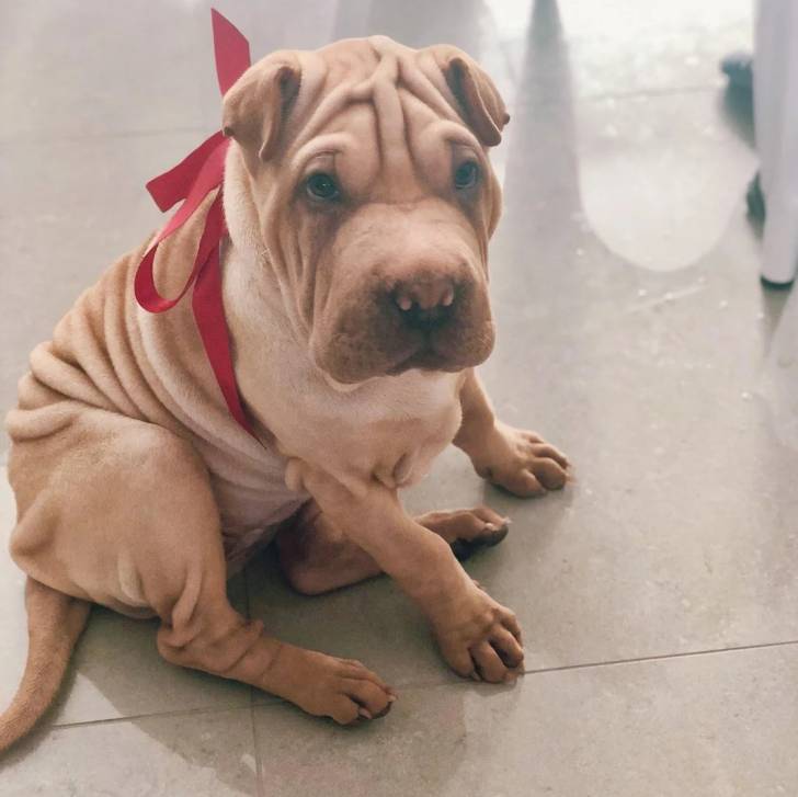 Un Staffy Bull Pei au pelage bicolore, assis sur un sol carrelée et portant un noeud autour de la poitrine