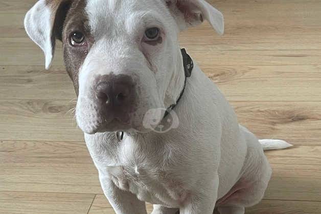 Un Staffy Bull Pei au pelage bicolore, assis sur un plancher en bois et portant un collier au cou