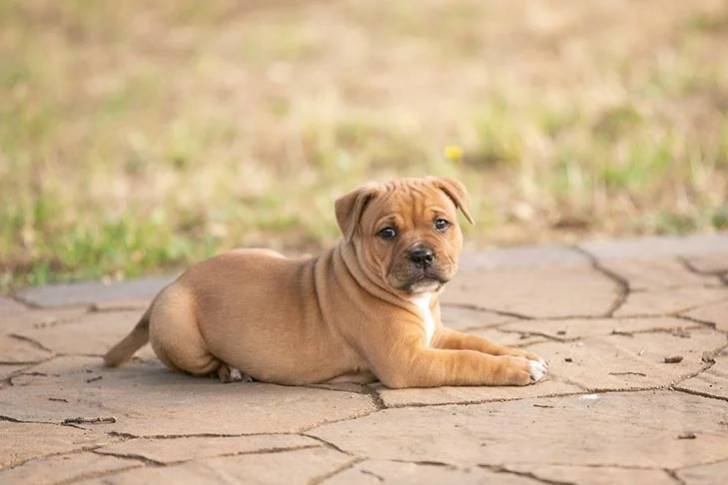 Un Staffy Bull allongé et regardant vers la caméra