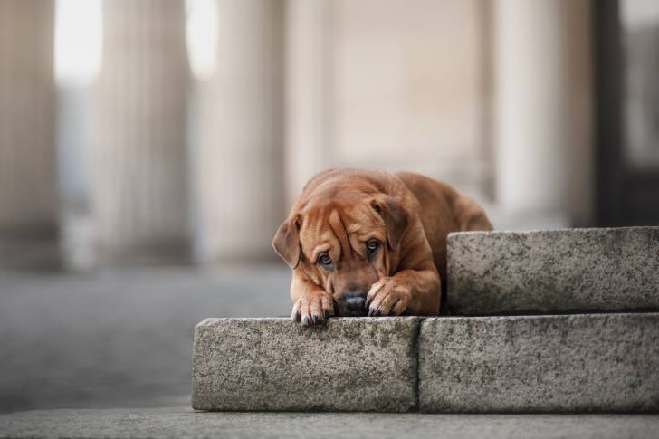 Un Staffy Bull Pei au pelage fauve, allongé sur des marches en pierre