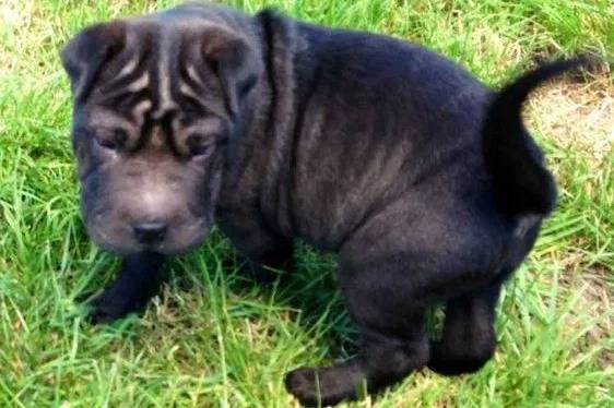 Un Staffy Bull Pei au pelage noir, marchant sur une surface herbacée
