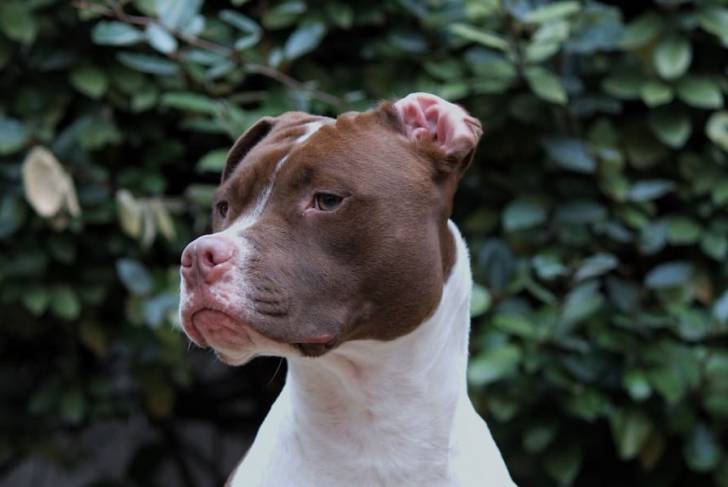 Profil d'un Staffy Bull Pei au pelage bicolore, avec des fleurs en arrière plan