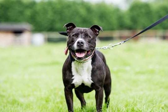 Un Staffy Bull Pei au pelage bicolore, marchant sur une surface herbacée, et qui est tenu en laisse
