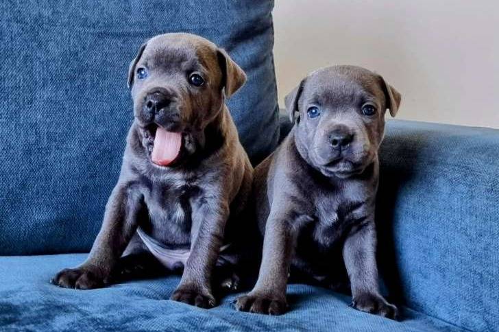 Deux Staffy Bull Pei assis sur un canapé, l'un tirant la langue et l'autre ayant la gueule fermée