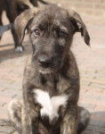 Pippy - Irish Wolfhound (1 an)