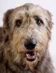 Irish Wolfhound - Irish Wolfhound