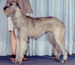 Irish Wolfhound - Irish Wolfhound
