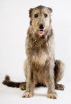 Irish Wolfhound - Irish Wolfhound