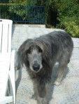 syntaxe, mon irish wolfhuond..... punk (LEVRIER IRLANDAIS) - Irish Wolfhound