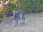 syntaxe, mon irish wolfhuond (LEVRIER IRLANDAIS) - Irish Wolfhound