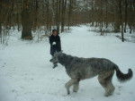 syntaxe, mon irish wolfhuond - LEVRIER IRLANDAIS - Irish Wolfhound