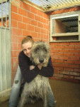 Roy... Irish Wolfhound - Irish Wolfhound