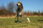 irish wolfhound - Irish Wolfhound