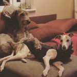 Keppo et Sarma - Irish Wolfhound