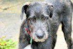 Photo Irish Wolfhound