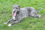 Photo Irish Wolfhound