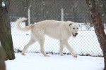 Photo Irish Wolfhound