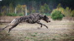 Photo Irish Wolfhound