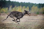 Photo Irish Wolfhound
