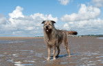 Photo Irish Wolfhound