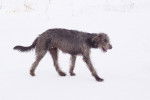 Photo Irish Wolfhound