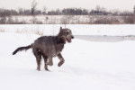 Photo Irish Wolfhound