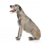 Photo Irish Wolfhound