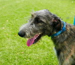Photo Irish Wolfhound