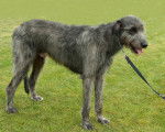 Photo Irish Wolfhound