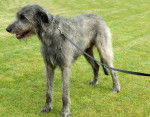 Photo Irish Wolfhound