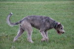 Photo Irish Wolfhound