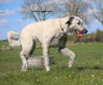 Photo Irish Wolfhound