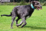 Photo Irish Wolfhound