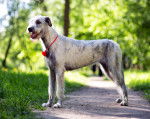 Photo Irish Wolfhound