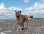 Photo Irish Wolfhound