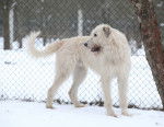 Photo Irish Wolfhound