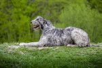 Photo Irish Wolfhound