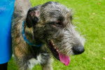 Photo Irish Wolfhound
