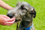 Photo Irish Wolfhound