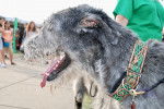 Photo Irish Wolfhound