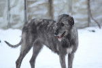 Photo Irish Wolfhound
