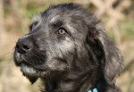 Photo Irish Wolfhound