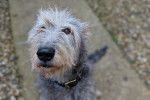 Photo Irish Wolfhound