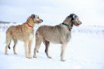 Photo Irish Wolfhound