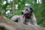 Photo Irish Wolfhound