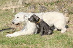Photo Irish Wolfhound