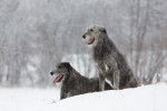 Photo Irish Wolfhound