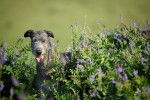 Photo Irish Wolfhound